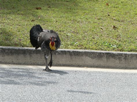 Australian Brushturkey From Brisbane Qld Australia On August