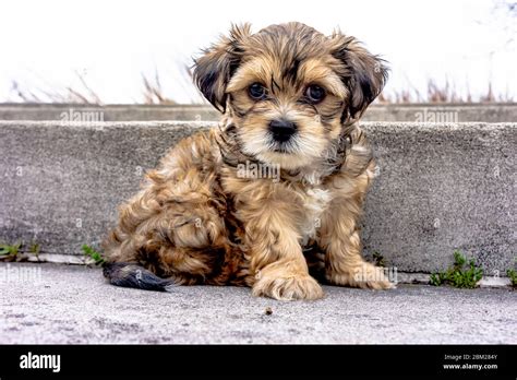 Full Grown White Yorkie Poo