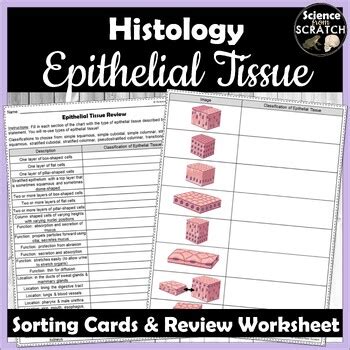 Epithelial Tissues Review Worksheet And Sorting Cards By Science From