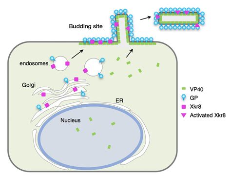 Entry Schematic Image Eurekalert Science News Releases