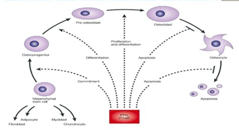 MSK Pathology Flashcards Quizlet