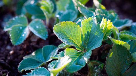 C Mo Elegir Las Plantas Ideales Para Un Huerto Urbano N