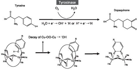 Generation Mechanism of Radical Species by Tyrosine-Tyrosinase Reaction | Semantic Scholar