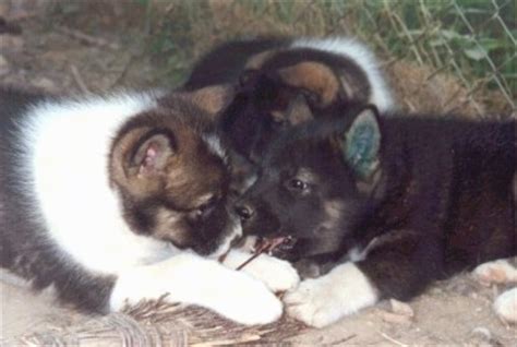 Greenland Dog Breed Pictures, 1