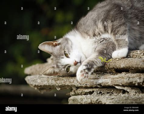 Cat Rolling On The Deck Hi Res Stock Photography And Images Alamy