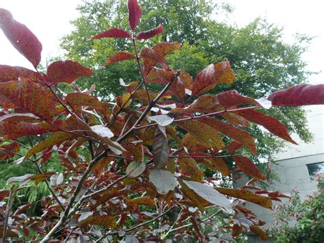 Juglans Regia Purpurea Friends Of Belfast Botanic Gardens