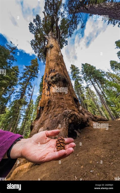 Giant Sequoia Cones Banque De Photographies Et Dimages à Haute