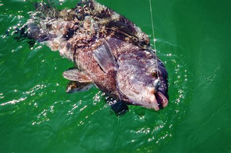 Tautog Fishing State By State On The Water