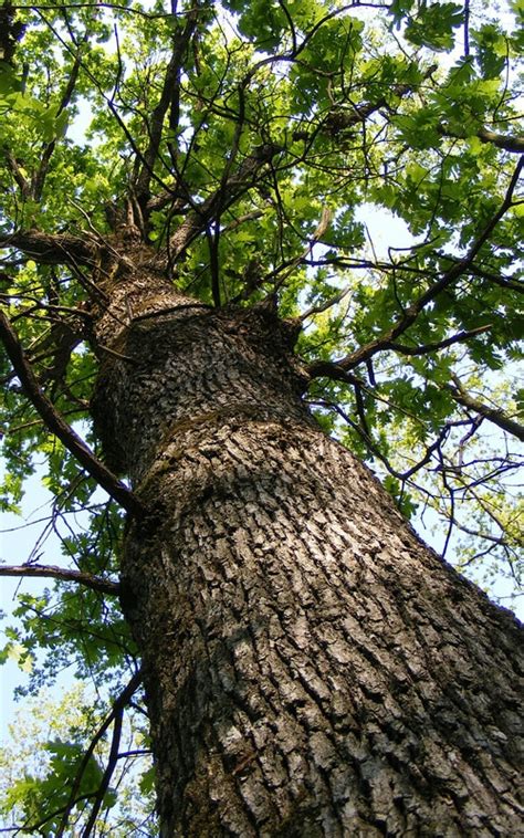 Roble CaracterÍsticas Cultivo Usos Propiedades Y MÁs