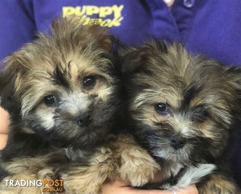 Pomeranian X Shih Tzu Pom Tzu Shiranian At Puppy Shack Brisbane