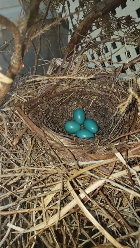 Nestwatch Gray Catbird Eggs Nestwatch