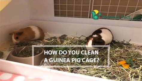 How Do You Clean A Guinea Pig Cage Process And Tips