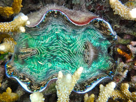 Giant Clam