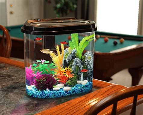 Mini Aquarium With Fish - dunkler sand aquarium