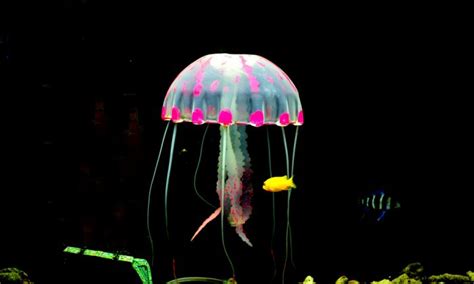 Brilliant Colors and Fun Facts About Jellyfish (Photos) | The Epoch Times