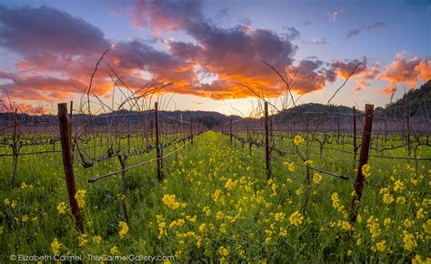 Photo Of A Sunset Over A Vineyard In The Napa Valley