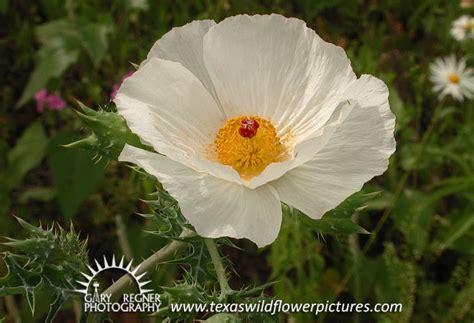 Texas Wildflower Identification Index Texas Wildflower Pictures And Identification By Gary