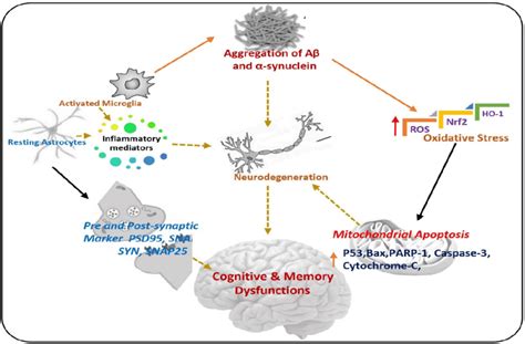 Pathogenesis Of Neurodegenerative Diseases A Diagram Showing The Role Download Scientific