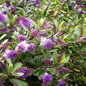 Hebe Rakaiensis Shrubby Veronica