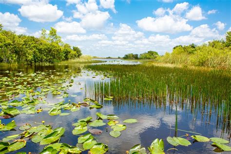 Parco Nazionale Delle Everglades Cosa Vedere GreenStyle