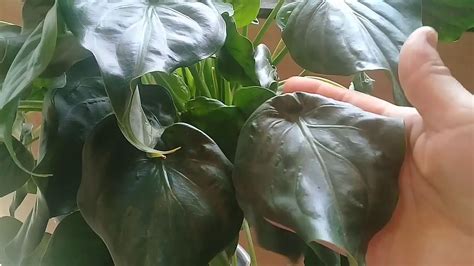 LINDA MAS PERIGOSA ALOCASIA CUCULLATA YouTube