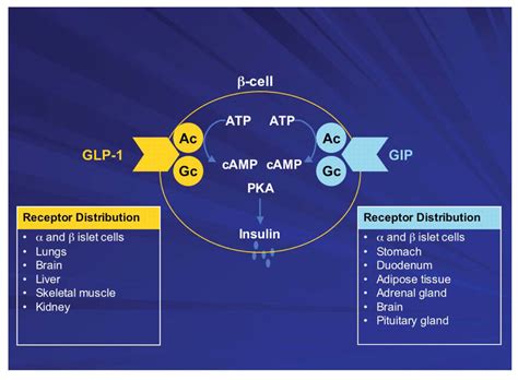 The Pathophysiologic Role Of Incretins