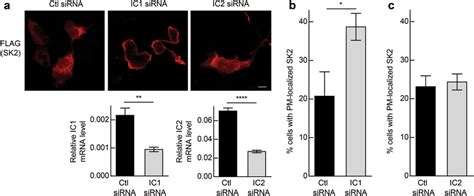 Dynein Regulates The Subcellular Localization Of Sk2 A Download