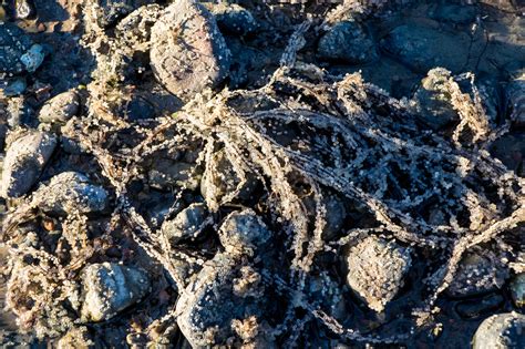 Pacific herring are spawning in San Francisco Bay and the birds are loving it | Audubon California