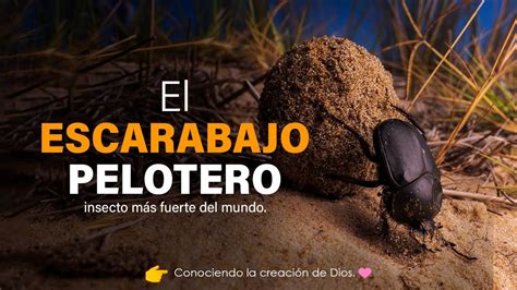 El Escarabajo Pelotero El Insecto M S Fuerte Del Mundo Youtube