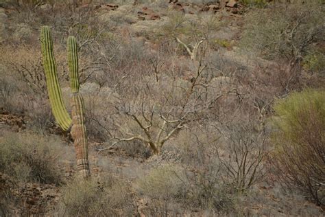 Elephant Tree From Muleg B C S M Xico On April At Am