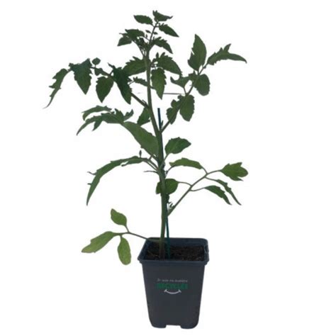 Plant Tomate Cerise Trilly En Pot