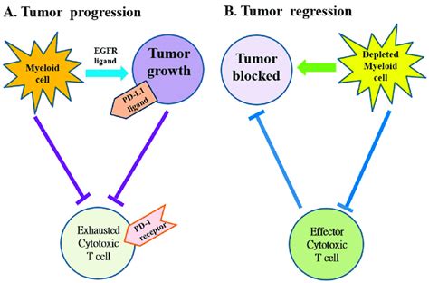 The Myeloid Cells Protect Tumor Cell Viability By Blocking The