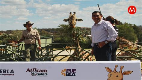 Gobernador De Puebla Da Bienvenida A Jirafa Benito En Africam Safari