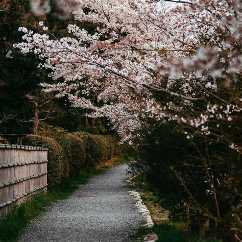 Peek These Pics of Japan's Cherry Blossoms and Find Out How to Watch ...