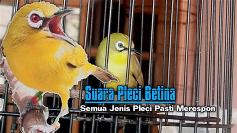 PANCINGAN PLECI BETINA Bikin Emosi Pleci Jantan Cepat Buka Paruh