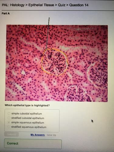 Pal Histology Epi Quiz Flashcards Quizlet