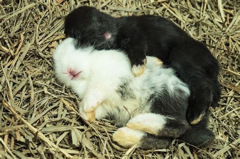 Cuantas Cr As Tiene Un Conejo Belier La Sorprendente Fertilidad De