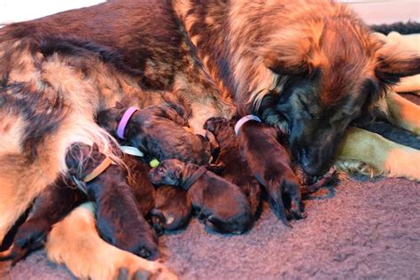 Comprendre Et Re Conna Tre Le Travail Dun Bon Leveur Canin