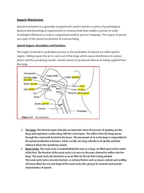 Speech Mechanism Organs Of Speech Pdf