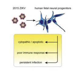 Western Zika Virus In Human Fetal Neural Progenitors Persists Long Term