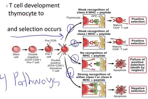 Lecture 7 Set 2 T Cell Maturation And Tolerance Flashcards Quizlet