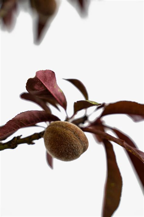 Bonfire Patio Peach Tree For Sale Online | The Tree Center