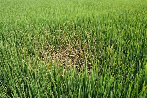 Genome Editing Used To Create Disease Resistant Rice