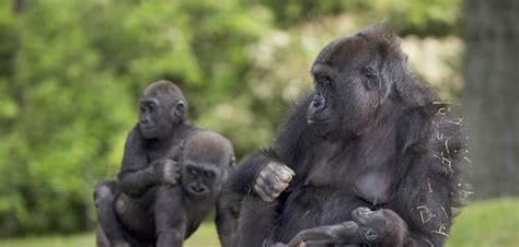 Gorilla Feeding (Habitat 3) - Zoo Atlanta