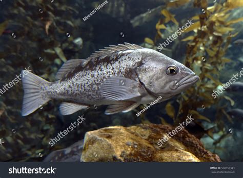 Largemouth Bass Micropterus Salmoides Fish Living Stock Photo 560553343