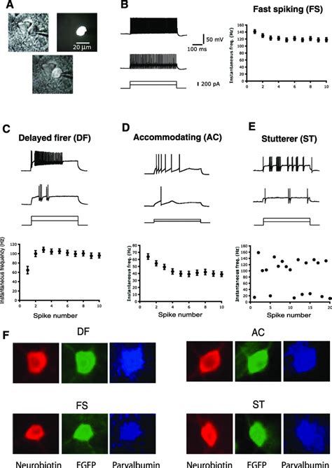 Four Types Of Parvalbumin Expressing Interneurons In The Bla A Download Scientific Diagram