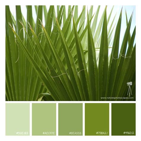 Palm Tree Color Chart