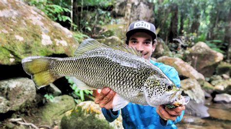 Ultimate Jungle Perch Fishing Adventure In The Heart Of Australian