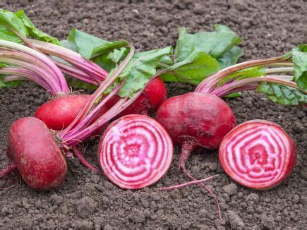 Bingenheimer Saatgut Rote Bete Tondo Di Chioggia Bio Homburger