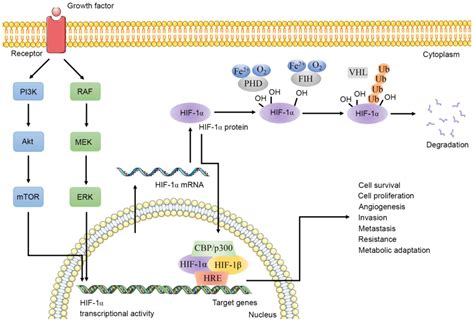 CREB Signaling Pathway